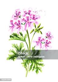 Image result for Pelargonium graveolens
