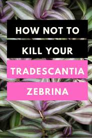 And here, the purple heart wandering jew excels. Wandering Jew Tradescantia Zebrina Best Care Guide 101