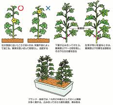 花も実もあるオクラ 育て方のコツ Jaいがふるさと