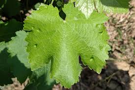 Image result for Colomerus vitis