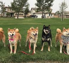 The purebred shiba inu is a small but sturdy dog with a robust and muscular body, straight legs, and a head that is well proportioned to the body. 5 Shiba Inu Littermates And Their Sire Dominate Breed Fastcat Rankings