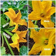 And it has nothing to do with when they are planted and grown! Squash Sex How To Hand Pollinate Squash To Prevent End Rot Increase Yields Homestead And Chill