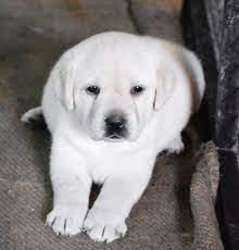 See more ideas about labrador, labrador retriever puppies, cute puppies. Labrador Puppies For Sale In Mumbai Labrador Puppy Price In Mumbai Premium Pet House
