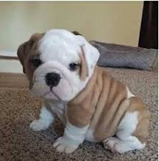 Anjing bulldog warren dinamai oh boy yang meninggal di awal masa jabatannya sebagai presiden dan digantikan oleh anjing terrier airedale bernama laddie boy. Pin Oleh Martina Dominguez Di Ztumblr Anjing Bulldog Anak Anjing Buldog
