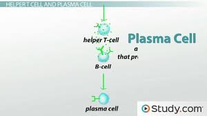 Image result for B-Lymphocyte