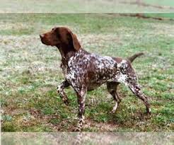 German shorthaired pointer puppies for sale san antonio texas. German Shorthaired Pointer Puppies For Sale Near Corona California Usa Page 1 10 Per Page Puppyfinder Com