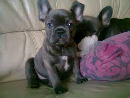 We have 7 gorgeous french bulldog puppies for sale, mum is a kc registered fawn french bulldog which is our dam is blue fawn carrying isabella sire is chocolate & tan carrying chocolate both dogs are perfect examples of. Blue French Bulldog Puppies Ready Now Harrogate North Yorkshire Pets4homes