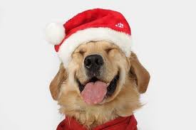 You'll find below all the articles written in the puppy category of this site. Wi Humane Society Humanewi Twitter