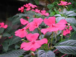 Image result for Impatiens zombensis