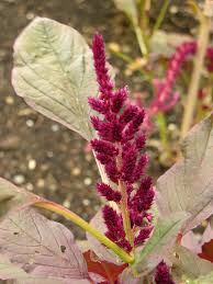 Image result for Amaranthus cruentus