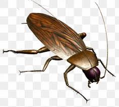 The termites are silent pests that like to eat in silence, but which can be very destructive if not treated. Termite Images Termite Transparent Png Free Download