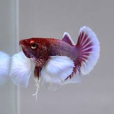 Female Betta 034 Dumbo Lavender Big Ear Hmpk Nv52 034 Rare Find Collection Beautiful Fish Betta Fish Betta