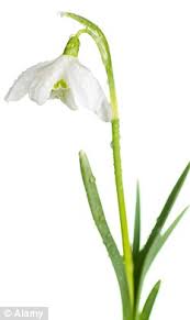 Snowdrop Flower Extract Best Flower Wallpaper