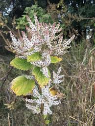 Image result for Tetradenia urticifolia