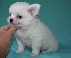 CHIHUAHUA PICCOLI FOLLETTI