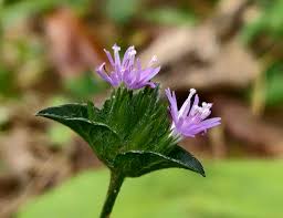 Image result for Elephantopus scaber