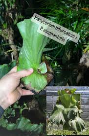 Image result for Platycerium