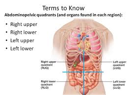 Right upper quadrant (ruq) right lower quadrant (rlq) left upper quadrant (luq) left lower quadrant (llq) always remember that the left and right anatomical perspective is that of the patient's, not yours. Upper Left Quadrant Anatomy Anatomy Drawing Diagram