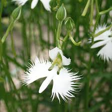 Image result for Habenaria dregeana