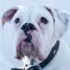 Check spelling or type a new query. Truth About White Boxers West Coast Boxer Rescue