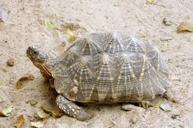 turtle vs tortoise difference and comparison diffen