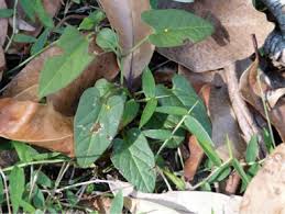 Image result for Aristida meridionalis