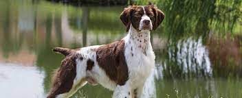 Look at pictures of brittany puppies who need a home. Brittany Spaniel Dog Breed Profile Petfinder