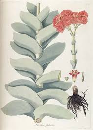 Image result for Crassula morrumbalensis