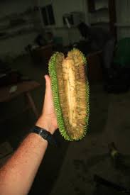 Image result for Pandanus candelabrum