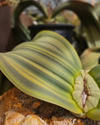 Image result for Dioscorea asteriscus