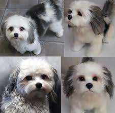 Custom Stuffed Animals Custom Stuffed Animal Animals Beautiful Dogs