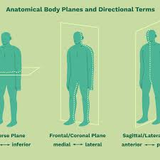 Look at her hand, forearm, palm, foot. Anatomical Directional Terms And Body Planes