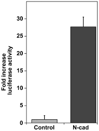 The cytoplasmic domain of N-cadherin modulates MMP‑9 induction in oral  squamous carcinoma cells