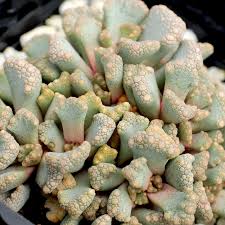 Image result for Xerophyta schlechteri