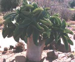 Image result for Cyphostemma jaegeri