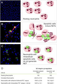 To locate the kenneth hahn state recreation area just select the map tab above. The Neutrophil S Choice Phagocytose Vs Make Neutrophil Extracellular Traps Abstract Europe Pmc