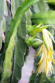 Dragon fruit, or pitaya, are cactus fruit that come in three types. What Is Dragon Fruit Photos Of Flowers And Vines White On Rice