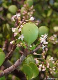 Image result for Portulaca centrali-africana