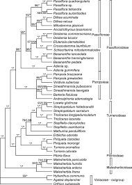 Image result for Viridivia suberosa