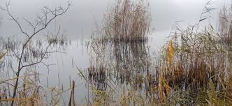 Przyjmuję do wiadomości, że olx wykorzystuje moje dane osobowe zgodnie z polityką prywatności oraz polityką dotyczącą plików cookie i podobnych technologii. Zanieczyszczone Jezioro Cz Ii Pomaga Teleskop Tvp Poznan Wiadomosci Wedkuje Pl