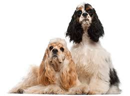 Image result for americký kokršpaněl