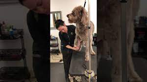 Dogs can be uncooperative and even aggressive when it comes to getting their nails clipped. Nail Trimming On Aggressive Dogs Youtube