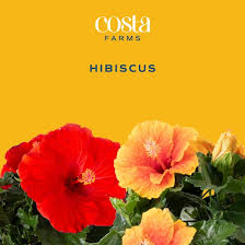 Image result for Hibiscus Red 2015 Vito