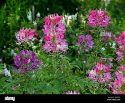 Image result for Cleome spinosa