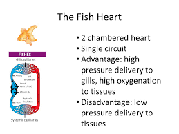There are 4 chambers in a fish heart. The Mammalian Transport System Ppt Video Online Download