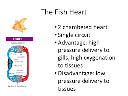 Toys are generally considered to be specifically built for children's use. The Mammalian Transport System Ppt Video Online Download