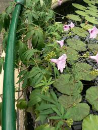 Image result for Ipomoea mauritiana