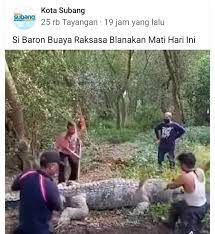 Informasi meninggalnya aria baron disampaikan sang kakak, mawarsari. Melegenda Si Baron Buaya Jantan Blanakan Tinggal Cerita Fakta Jabar