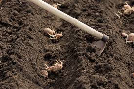 Planting new potatoes isn't a quick process. How To Plant Potatoes Diy