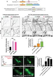 Presynaptic Autophagy Is Coupled To The Synaptic Vesicle Cycle Via Atg 9 Biorxiv